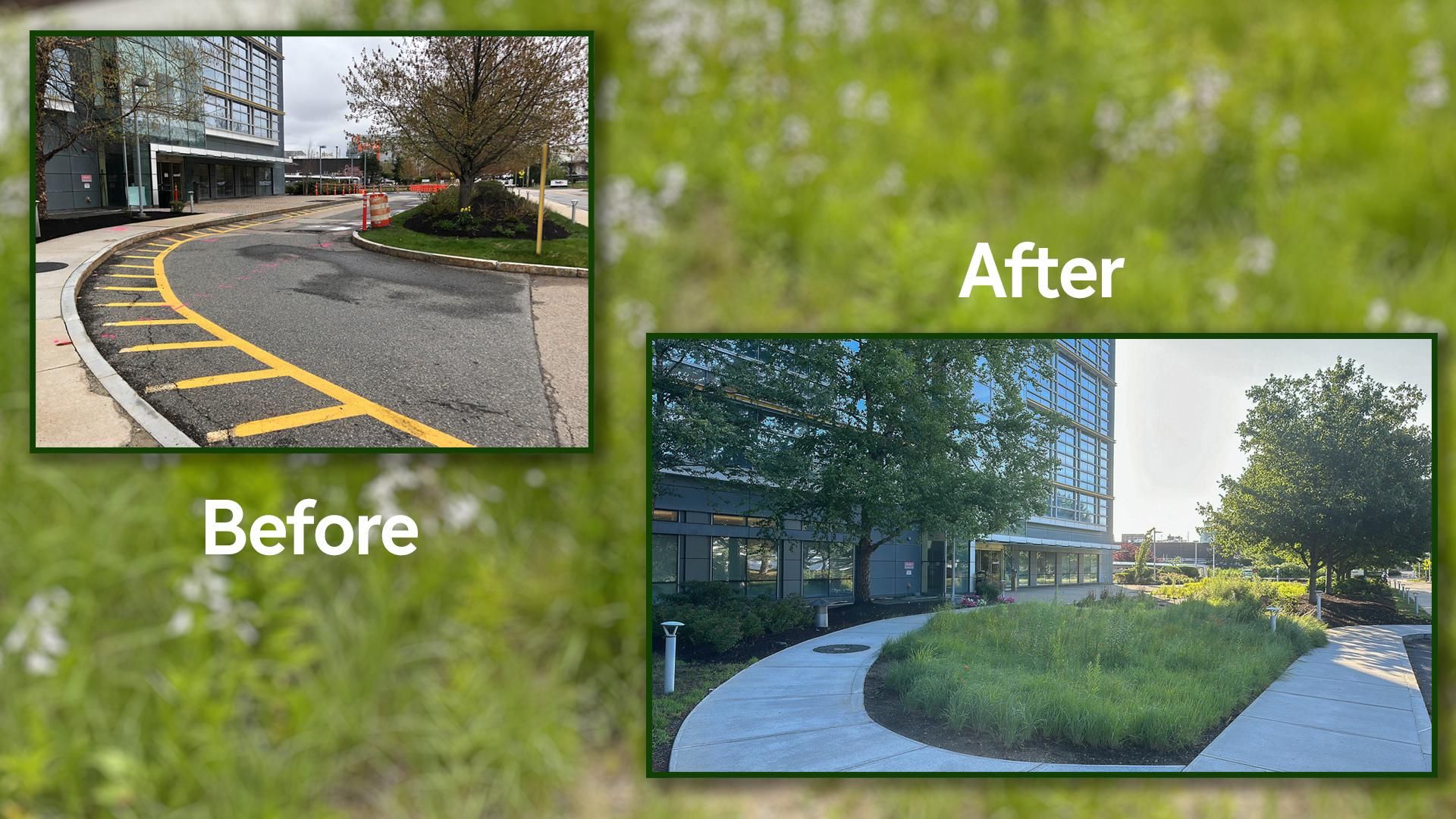 A before image of a driveway and an after image showing a new sidewalk and the meadow planted where the driveway used to be.